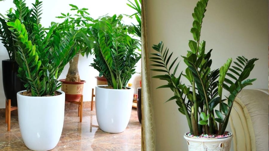 Cây kim tiền xanh tốt quanh năm, có thể mang lại cảm giác xanh mát, giúp trang trí nhà cửa.