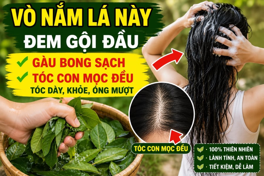 Vò nắm lá này đem gội đầu, gàu bong sạch, tóc con mọc đều: Loại lá đó là lá ổi