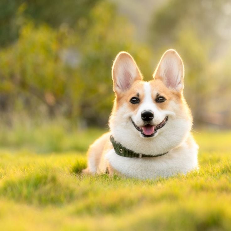 Tuổi Tuất sống nghĩa tình nên càng già càng được quý mến