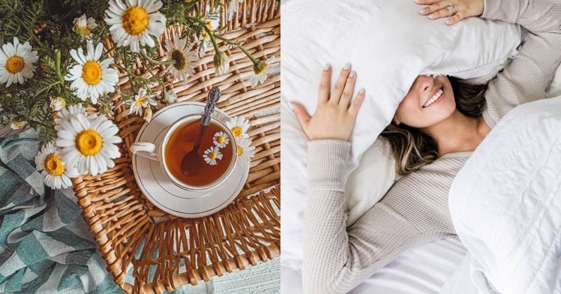  Trong hoa cúc có chứa các hợp chất chống oxy hóa tự nhiên như apigenin, giúp Sh88bet đăng ký miễn phí dễ đi vào giấc ngủ hơn.