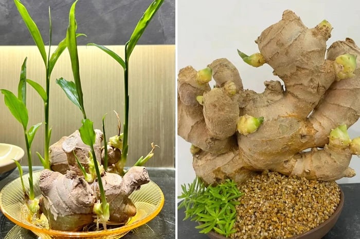 Mặc dù gừng có thể trồng quanh năm nhưng thời điểm lý tưởng nhất là vào đầu mùa mưa hoặc từ tháng 2 đến tháng 4 dương lịch.    