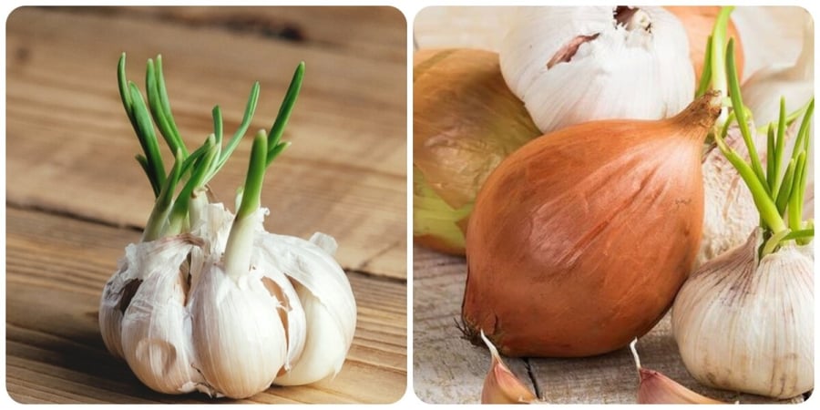 Tỏi mọc mầm có ăn được không?