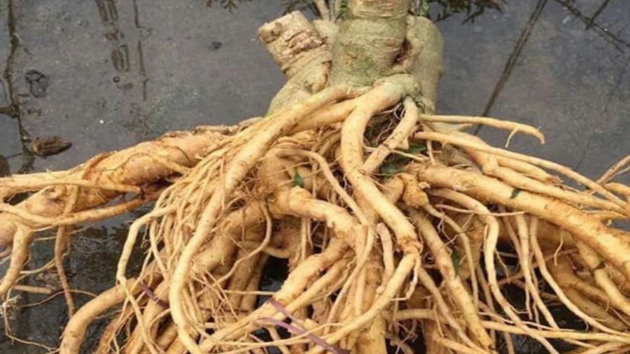 Khi chọn đinh lăng rất cần chú ý đến đặc điểm màu sắc, tổng thể không phải dựa vào số năm tuổi
