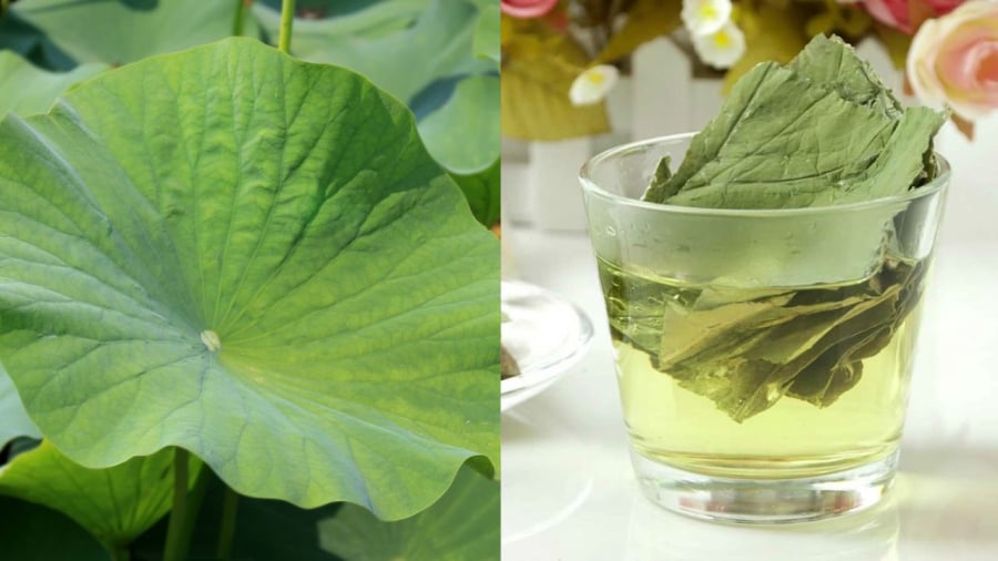 Nước lá sen vừa có tác dụng bù nước, thanh nhiệt cho Sh88bet đăng ký miễn phí, vừa hỗ trợ quá trình giảm cân.