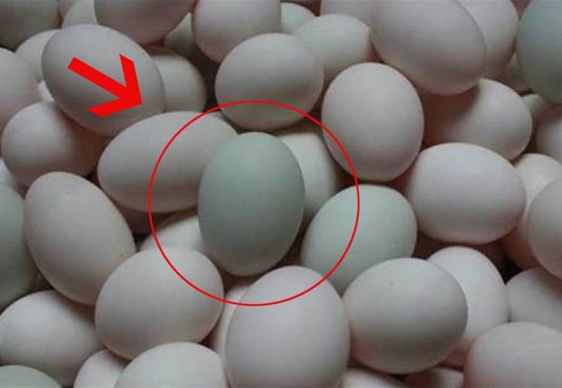 Màu sắc này chủ yếu phụ thuộc vào giống vịt, có giống đẻ trứng vỏ trắng, có giống lại cho vỏ xanh nhạt.