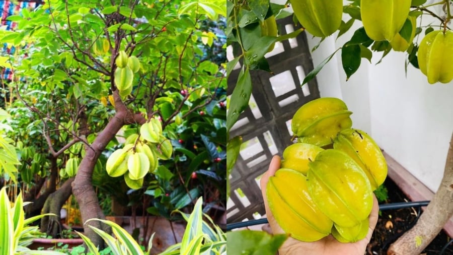 Khi trồng khế trong chậu, để cây sai quả, bạn cần có những bí quyết riêng.