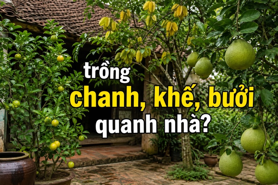 Không chỉ vậy, lá chanh còn được dùng trong nhiều Shbet0099 cá cược trực tuyến truyền thống như gà luộc, canh, bún thang... tạo nên hương thơm đặc trưng khó thay thế.