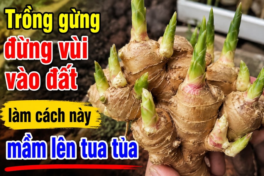 Trồng gừng đừng vùi vào đất, làm cách này mầm lên tua tủa