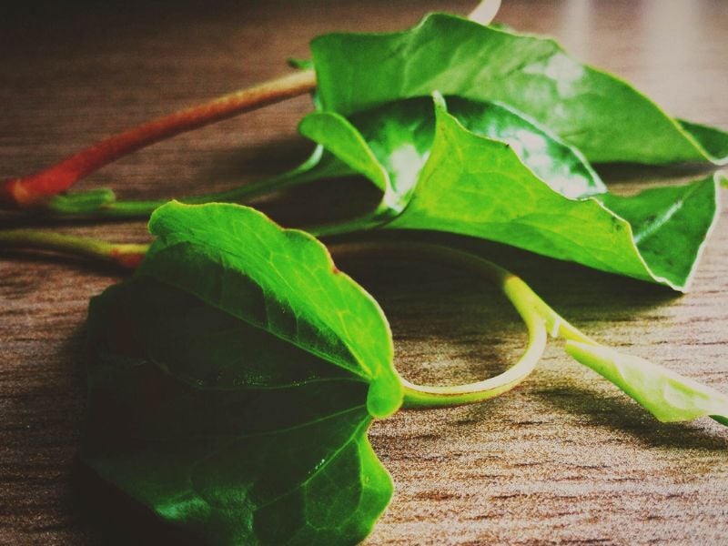 Ngoài ra, nhờ chứa vitamin C cùng nhiều hợp chất chống oxy hóa, rau diếp cá còn có thể hỗ trợ quá trình phục hồi sau mụn.