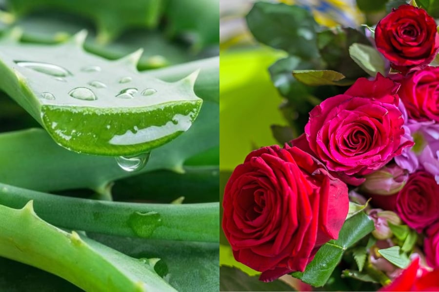 Khi kết hợp với bột cánh hoa hồng, hỗn hợp này trở thành lựa chọn phù hợp cho Mừng SHBET phiên bản mới 2025 cần được làm mềm và bổ sung độ ẩm.