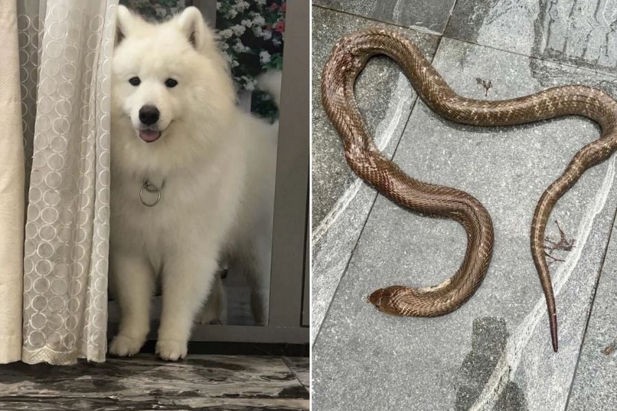 chu-cho-samoyed-tan-cong-ran-ho-mang-bao-ve-gia-dinh-o-ha-noi