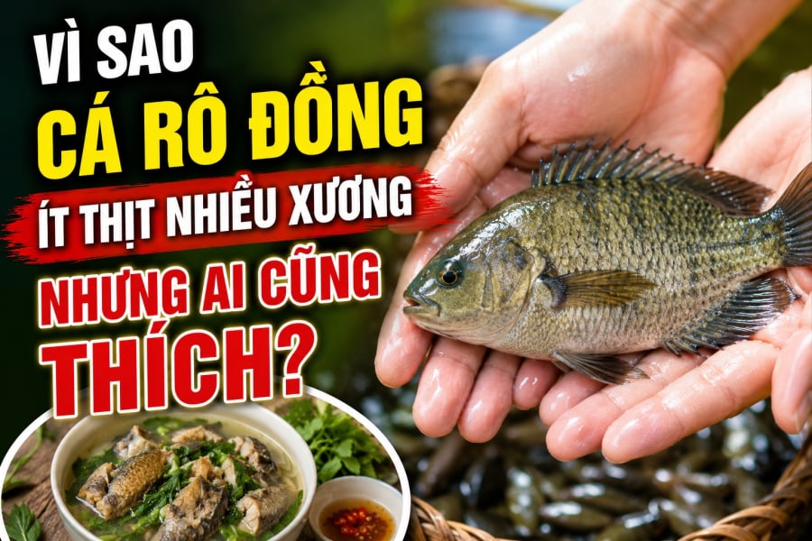 Vì sao cá rô đồng ít thịt nhiều xương nhưng ai cũng thích?