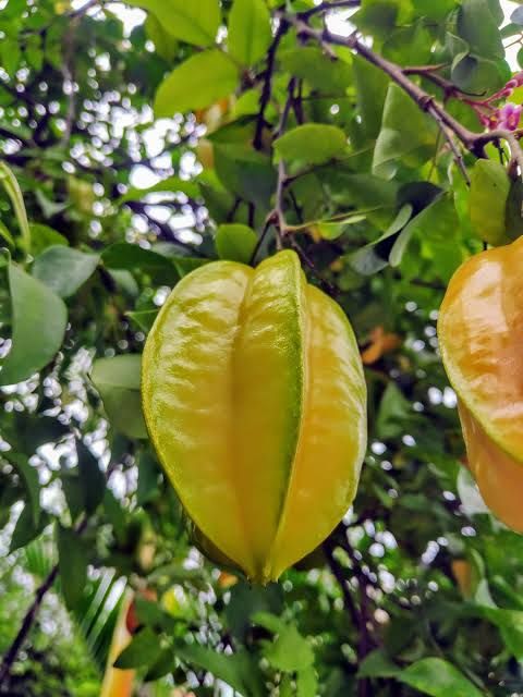 Khế là loại cây ăn quả quen thuộc