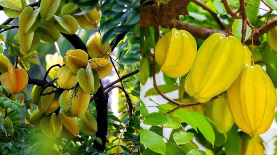 Cây khế không chỉ là loại cây trồng để lấy bóng mát, ăn quả mà còn có ý nghĩa nhất định trong phong thủy.