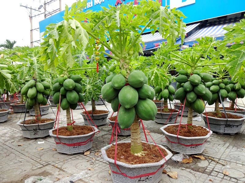 Cần cung cấp đủ ẩm cho cây