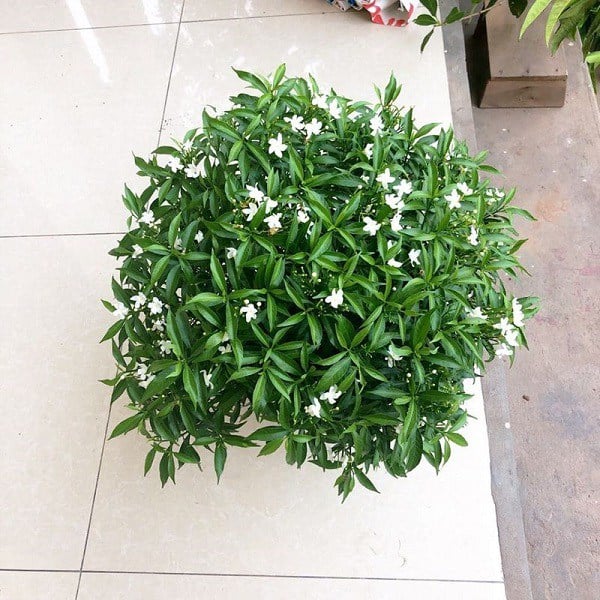 Một trong những ưu điểm nổi bật của mai chiếu thủy là khả năng thích nghi tốt với điều kiện khí hậu nóng ẩm.