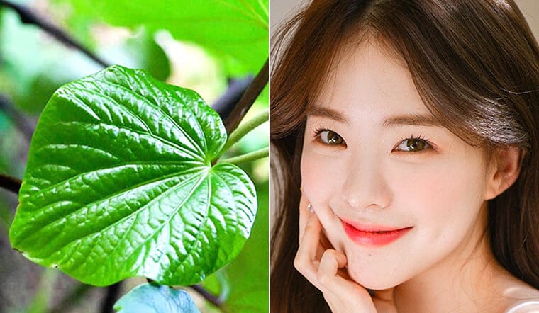 Lá lốt thường được áp dụng trong các phương pháp chăm sóc da tại nhà đối với những trường hợp mụn mức độ nhẹ.    