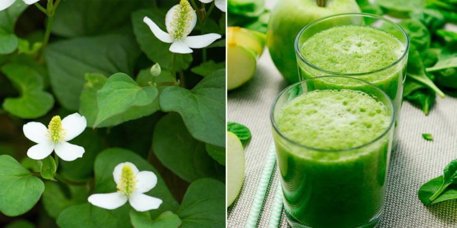 Một trong những ưu điểm nổi bật nhất của chiết xuất rau diếp cá là khả năng làm dịu da. 
