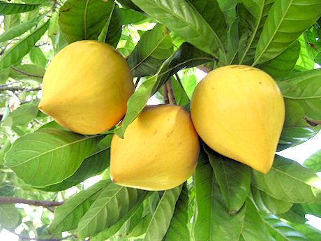 Lê Ki Ma hay còn gọi trứng gà trên cây