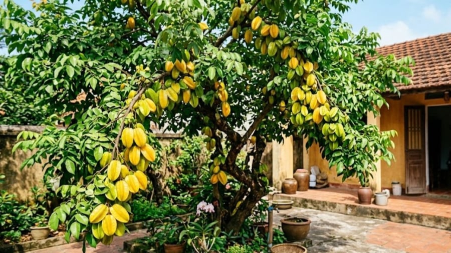 Trồng cây khế trong sân vườn không chỉ để lấy bóng mát, lấy quả ăn mà còn có nhiều ý nghĩa tốt đẹp khác.