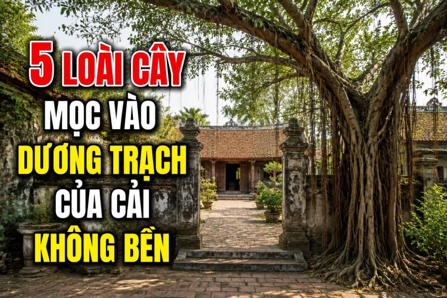 5 loài cây mọc vào dương trạch của cải không bền