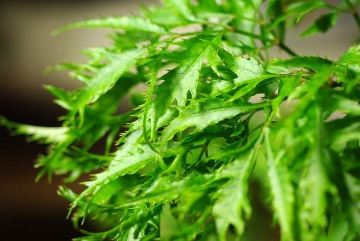 Trồng trong chậu đặt ở ban công hoặc hiên nhà – linh hoạt, tiện lợi    