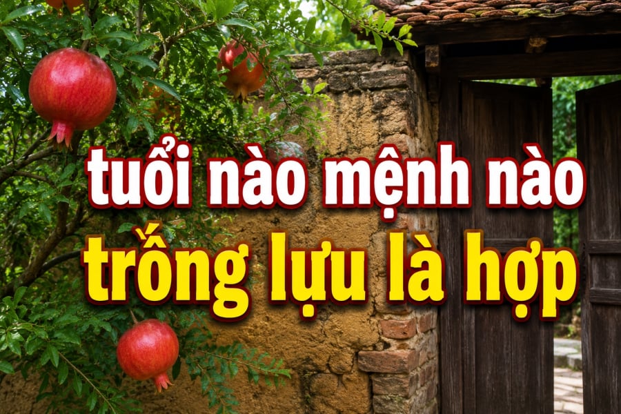 Nhiều Shbet111 slot, casino, thể thao, xổ số trồng lựu trước cửa với mong muốn đón cát khí, giữ vững tài vận và mang đến sự ấm no cho các thành viên.