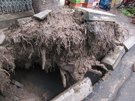 Mô tả ảnh.
