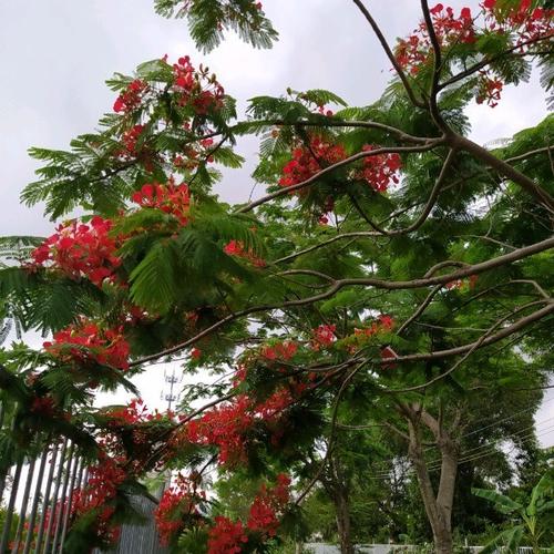 Với dáng vẻ lịch lãm, bảnh bao và giọng hát trầm bổng, Ngọc Ngoan đã dễ dàng 