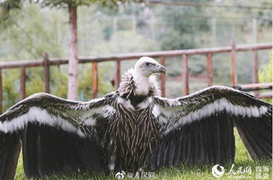Bản tường trình của tài xế Đỗ Văn Học 