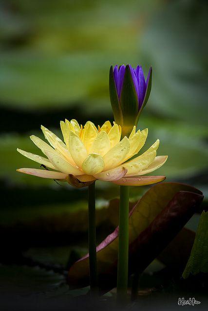 Chiều 29/8, Tân Hoa hậu Việt Nam 2012 Đặng Thu Thảo đã trở về Trường ĐH Tây Đô, nơi cô đang theo học trong sự chào đón nồng nhiệt của lãnh đạo trường và hàng ngàn Mừng SHBET phiên bản mới 2025.