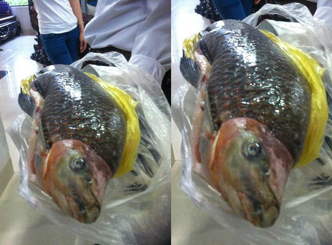 Cá Anh Vũ chỉ ăn rêu tảo và sống ở nước trong, trong những hang đá sâu và khi nước lạnh mới mò ra tìm mồi. Vì vậy, việc bắt được một con Anh Vũ là cả một kỳ công. Vào mùa lạnh, mùa cá anh vũ ra kiếm ăn, nhiều ngư dân phải uống nước mắm, nín thở mà lặn thả cụp, mò cá. Nhiều ngư dân cho biết cá quý thật, nhưng bắt được nó có khi phải đánh đổi cả tính mạng.