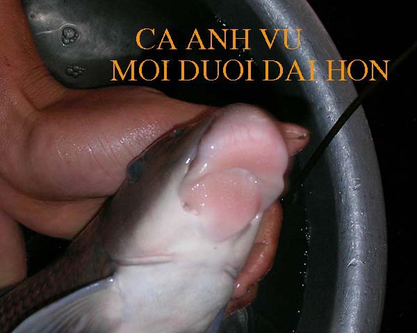  Nhiều người còn quan niệm rằng vì cá anh vũ để cung tiến vua và tế thần linh nên ăn cá Anh Vũ sẽ đem lại điều may mắn. Chính vì vậy mà cá anh vũ được các đại gia Việt ưa thích và sẵn sàng chi trả 1 khoản tiền lớn để mua.