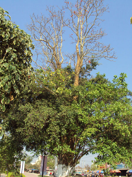 Cây Đôi – Si và Tơ-đáp