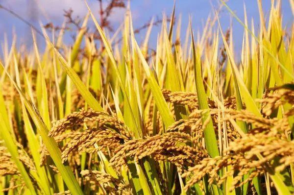 Những chiếc váy cưới hoa hồng khá đa dạng từ màu sắc, kiểu dáng, phụ kiện... sẽ đem tới những gì đẹp nhất cho cô dâu trong ngày cưới.