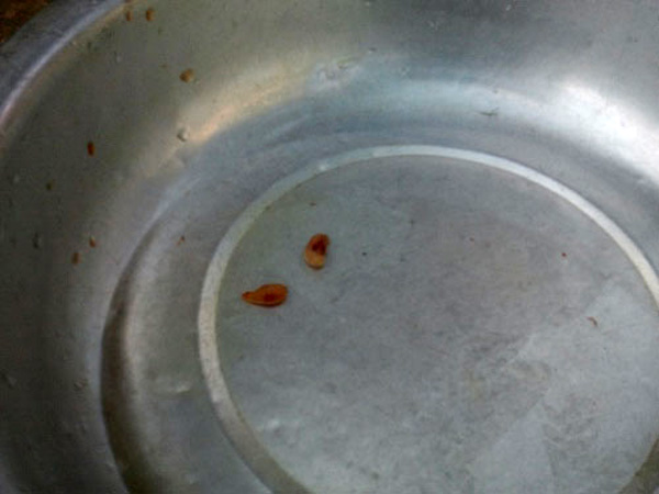 Mỗi chú gà trống sau khi bị thiến, khoảng 1-2 giờ sau đó người nuôi cho gà ăn. Từ thời điểm bị cắt 2 quả tinh hoàn, chú gà sẽ không còn hung hăng, không gáy, mồng teo lại.
