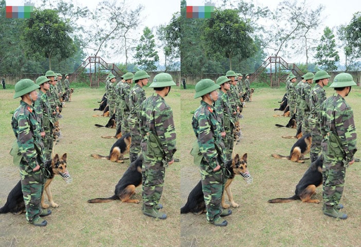 Những chú chó nghiệp vụ được tuyển chọn rất kỹ càng từ khâu chọn giống cha mẹ, khả năng nghe, nhìn, đánh hơi... Có những lứa tuyển chọn từ hàng trăm con mới lấy được vài chục con. Mỗi huấn luyện viên khi ra trường phải kèm 1 chú chó do chính tay mình huấn luyện. Trong ảnh, các chú chó Việt Nam tập đội ngũ