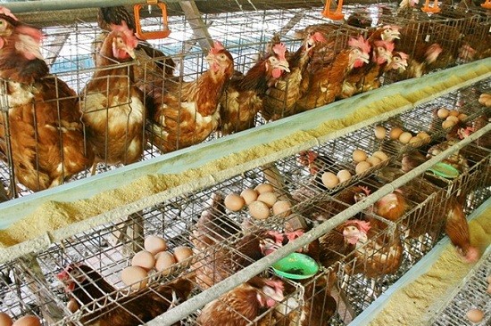 Nuôi gà lấy trứng ở ĐBSCL. Ảnh Greenfeed