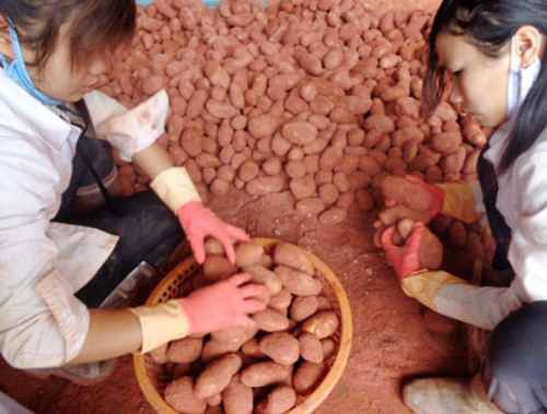 Khoai tây Trung quốc được 