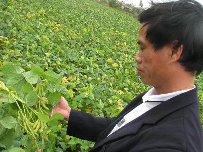 Trồng đậu nành lợi nhuận gấp 7 lần trồng lúa nhưng diện tích trồng đậu nành cứ giảm dần. 