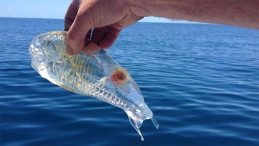 Salps (giống tôm nhưng trong suốt), là một động vật biển, chủ yếu ăn các sinh vật phù du. Sinh vật này trong suốt để ngụy trang bảo vệ mình khỏi những kẻ săn mồi nguy hiểm.