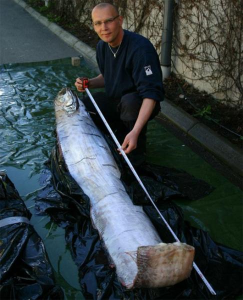Oarfish còn được gọi là cá mái chèo, vua của cá trích hoặc oarfish khổng lồ, loài cá này được phát hiện tại bờ biển phía Tây của Thụy Điển.