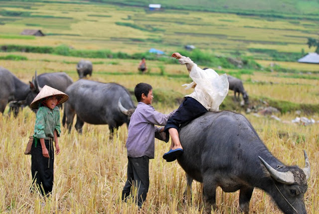 "Ai bảo chăn trâu là khổ"...