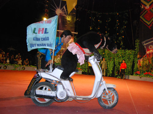 Thế này mới gọi là "gấu siêu nhân".