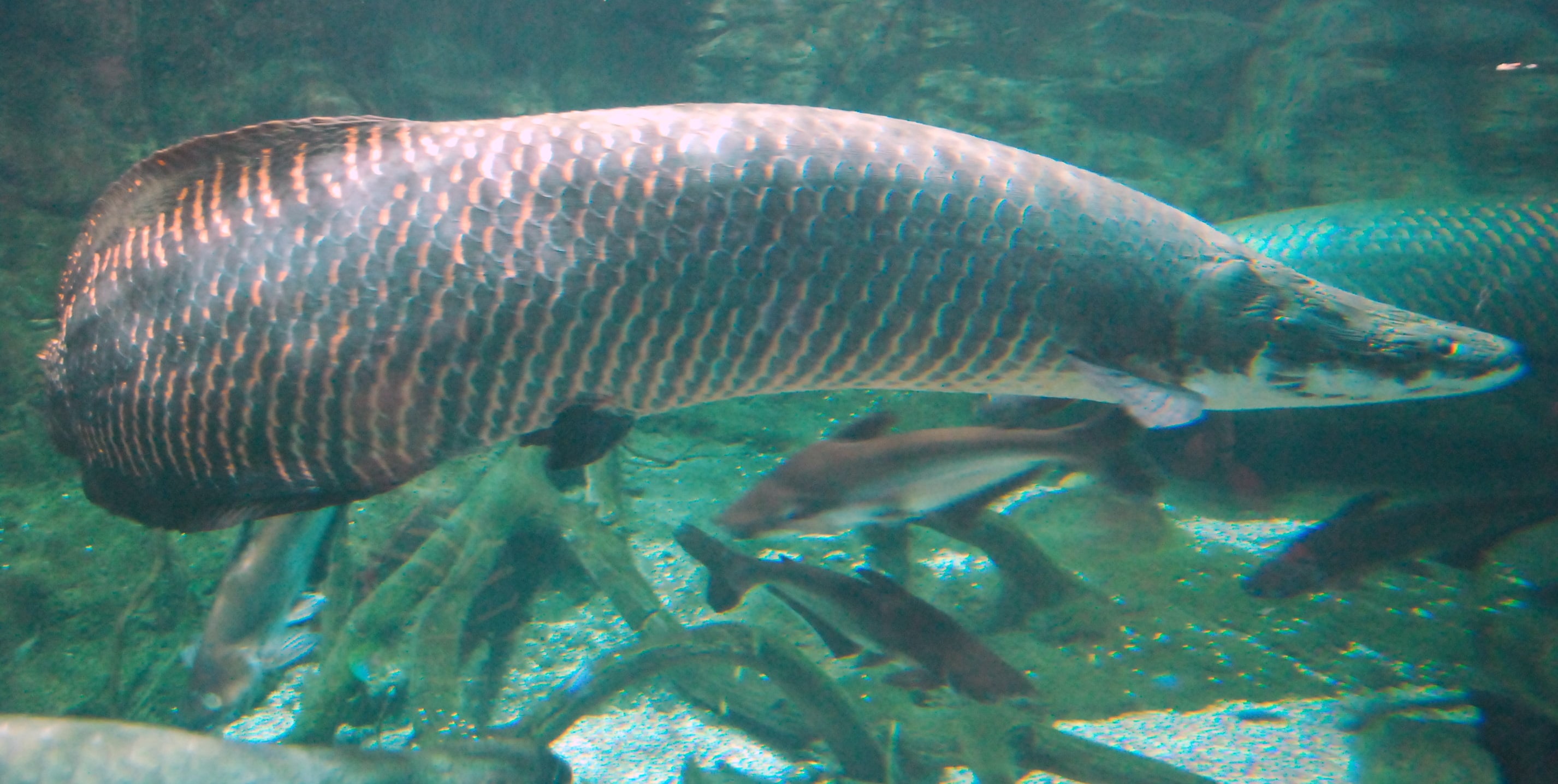 Cá Arapaima có tên khoa học là Arapaima gigashay còn gọi là cá hải tượng long - một loài cá nước ngọt sống ở sông Amazon và các hồ lân cận.