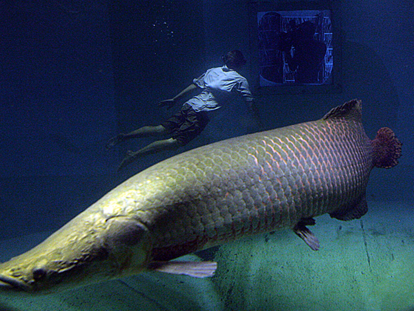 Arapaima có thể đạt đến độ dài hơn 2 m, thậm chí còn có những con dài hơn 2,5 m...
