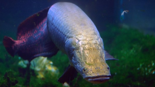 Arapaima thường ở bề mặt nước vì chúng cần hít thở không khí ngoài việc hấp thụ khí oxy qua mang.
