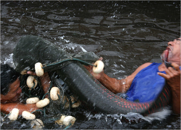 Do đó, với các loài ở vùng sông Amazon thì Arapaima là sát thủ số 1.