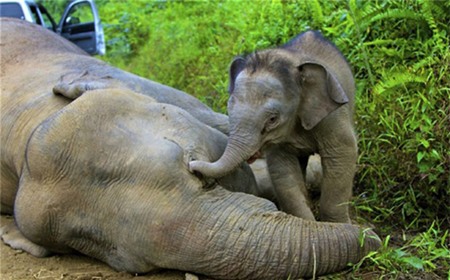 Hãy dậy chơi với con nào mẹ ơi!