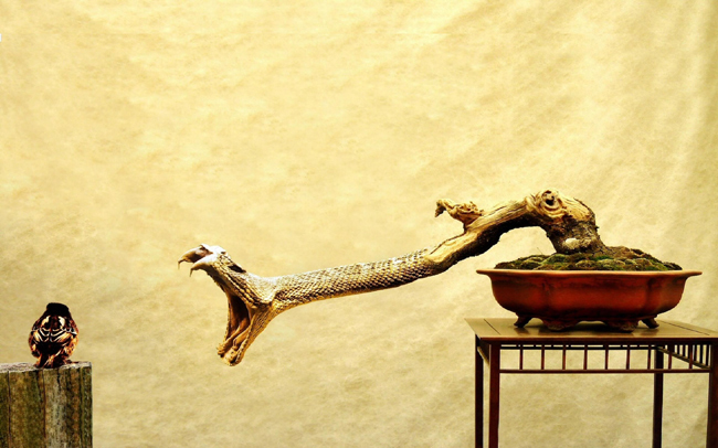 Cây hình đầu rắn trông thật đáng sợ.